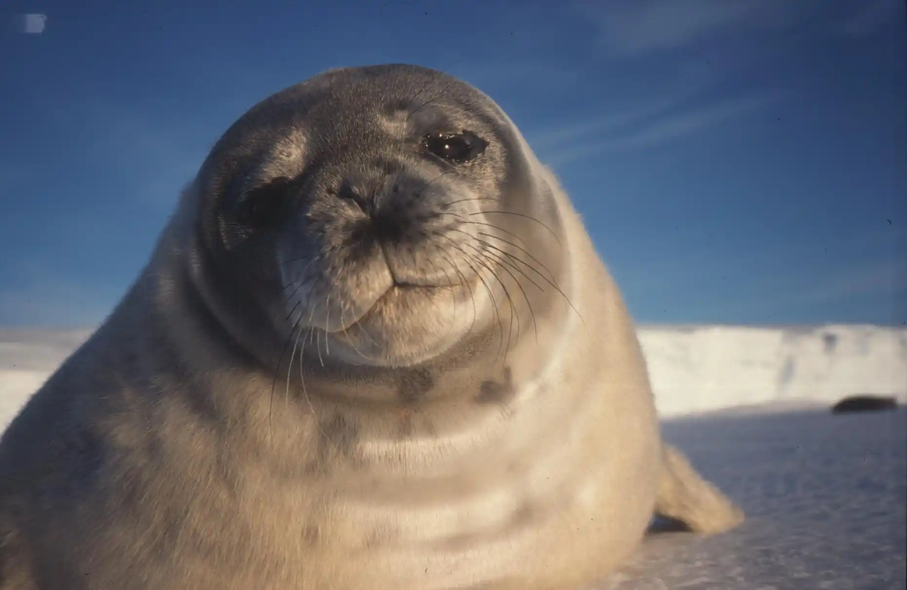 Happy Seal